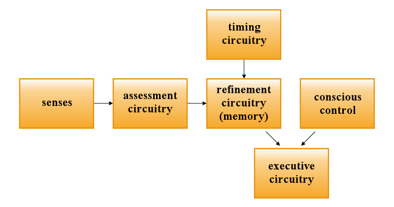 The block diagram of the neural components involved in stochastic learning.