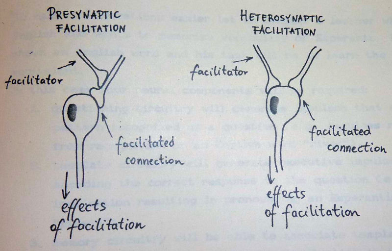 Configurations involved in presynaptic and heterosynaptic facilitation